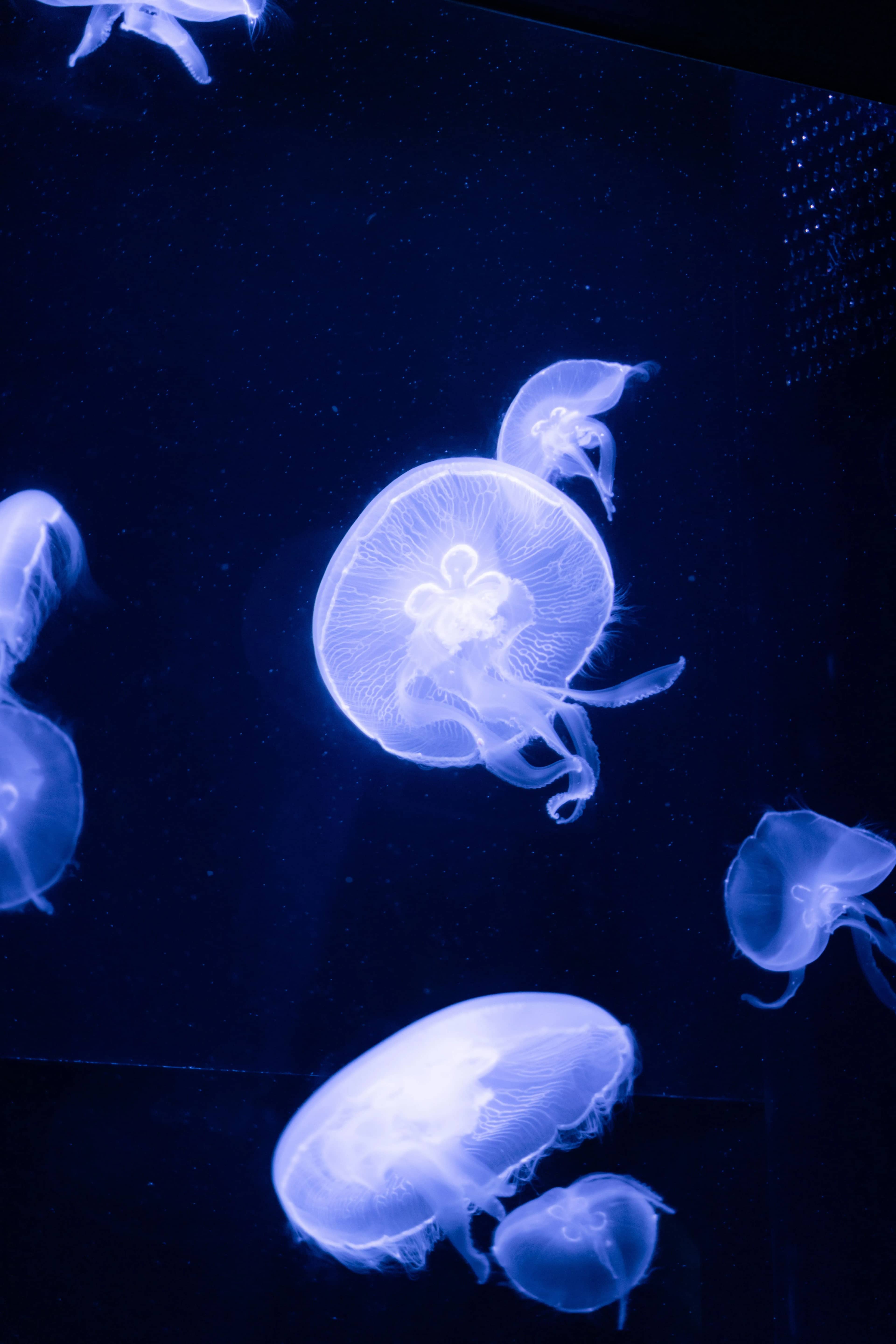 沖縄 | 美ら海水族館