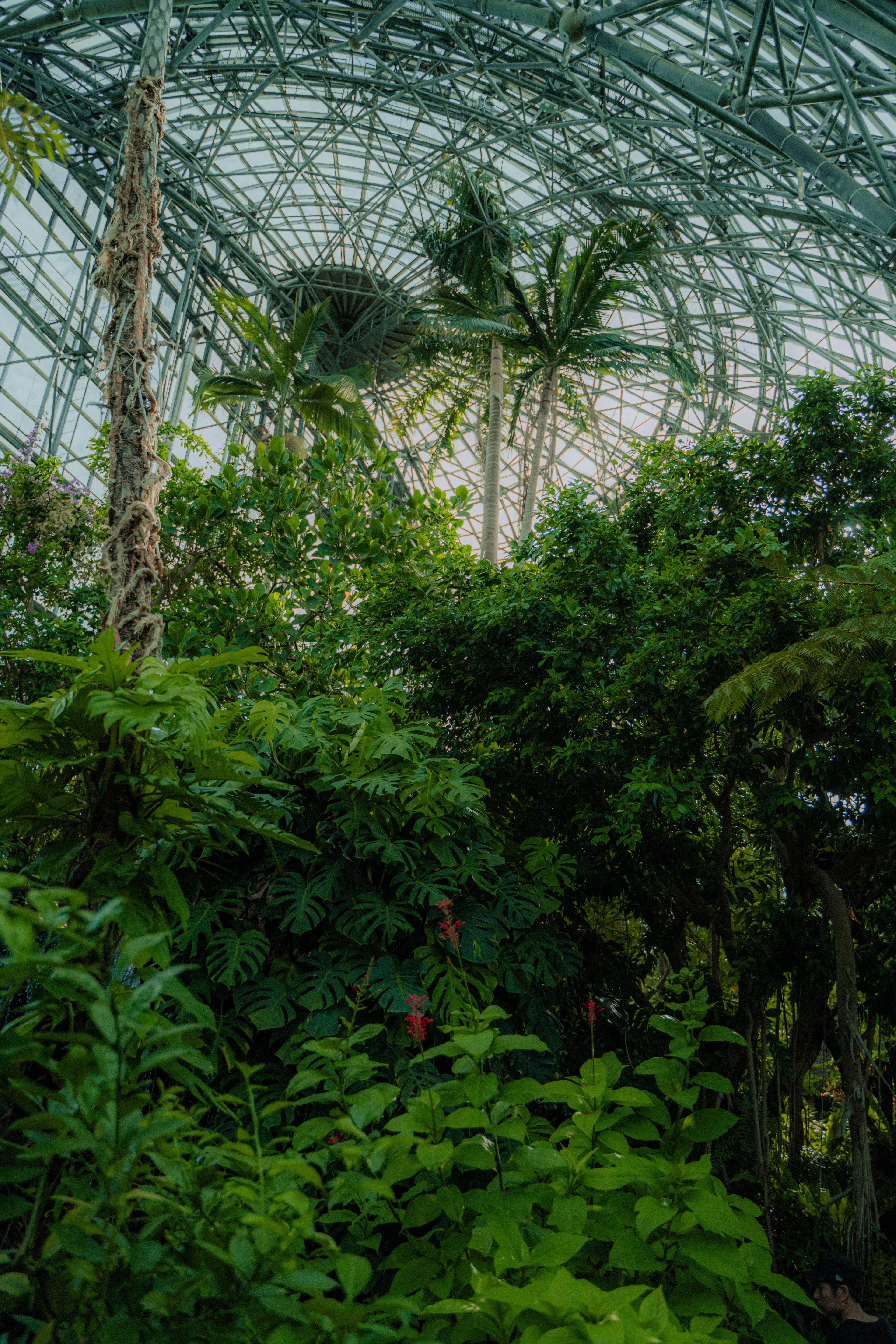 東京 | 夢の島熱帯植物館