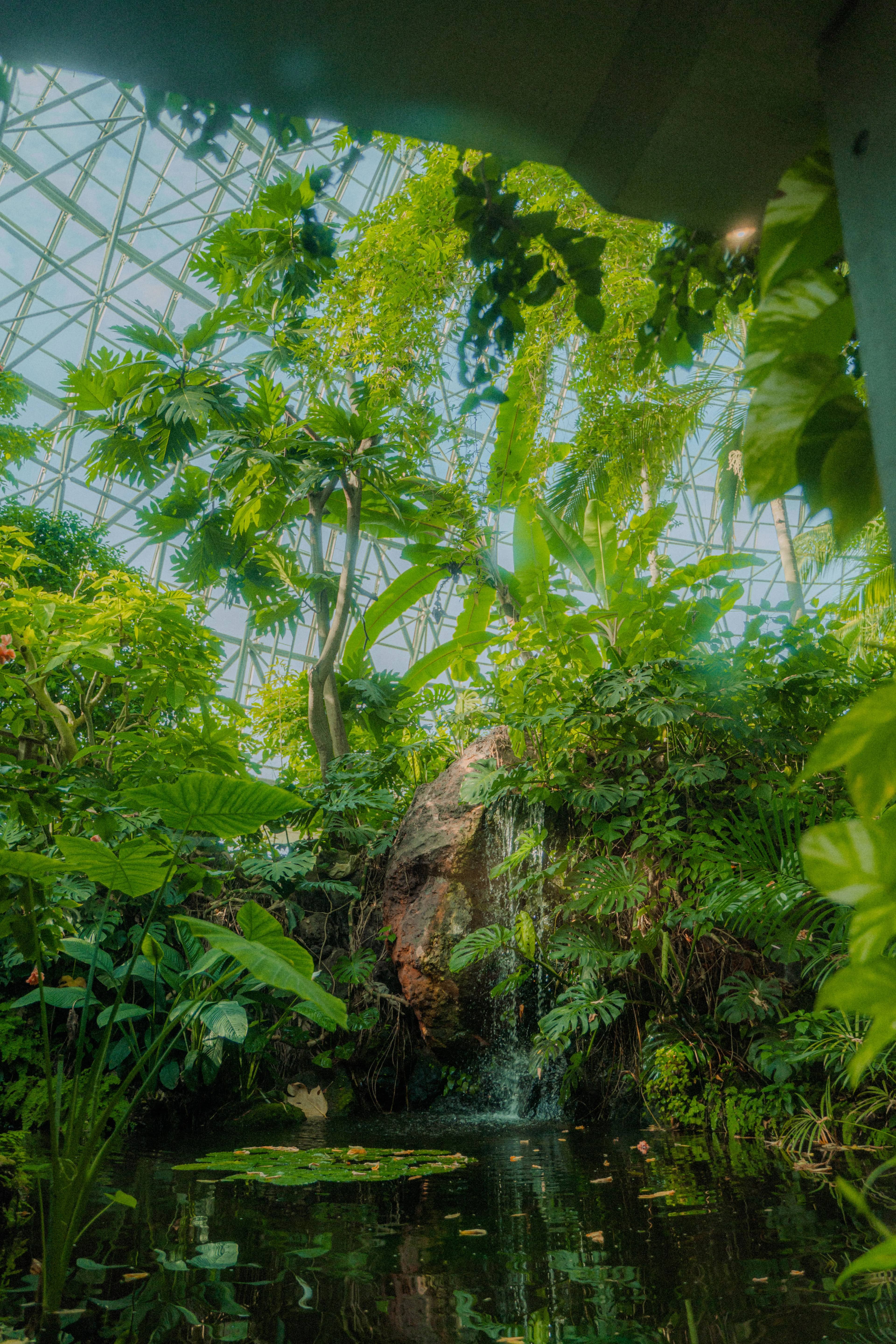 東京 | 夢の島熱帯植物館