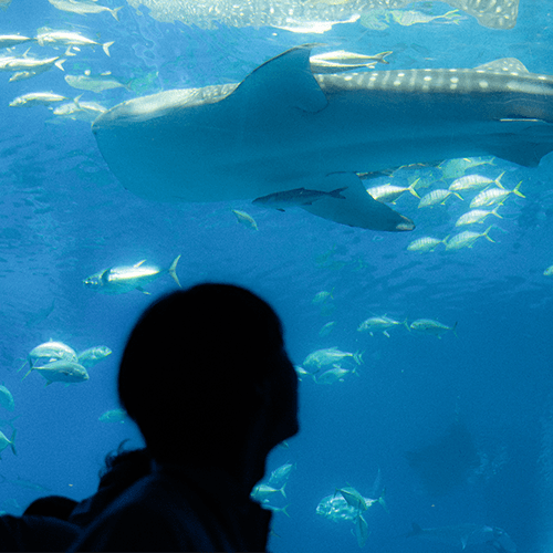 美ら海水族館